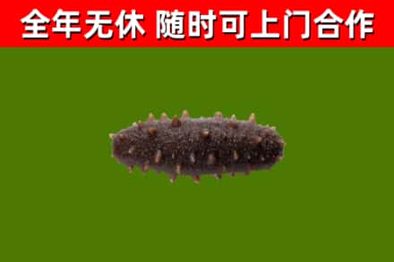 涵江烟酒回收干海参.jpg